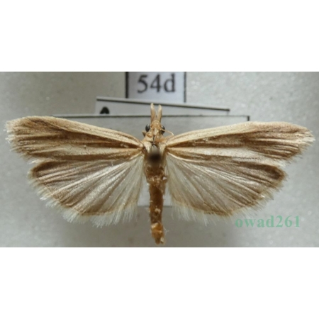 Anerastia lotella (Hübner, 1813) Czech54d